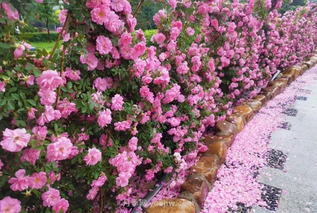 長(cháng)春月季花海 浪漫“打卡地”(圖1)