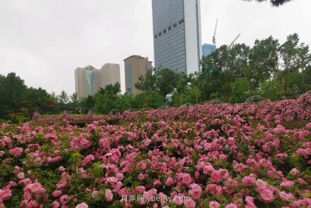 長(cháng)春月季花海 浪漫“打卡地”(圖2)