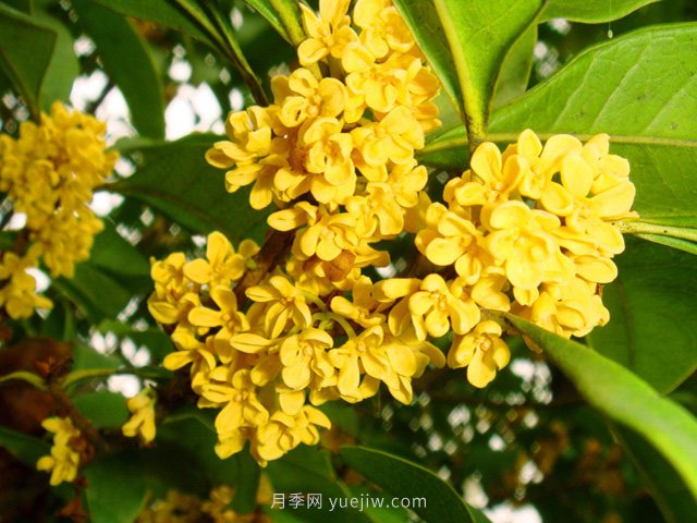 桂花樹(shù)不能隨便挪，移栽時(shí)間和如何養護(圖1)