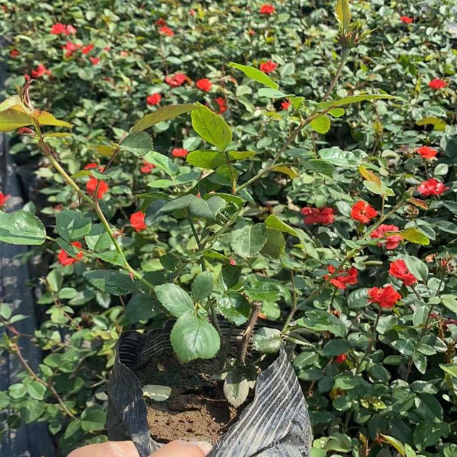 營(yíng)養缽月季，工程綠化批發(fā)必備的盆栽月季苗(圖2)