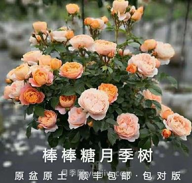 南陽(yáng)萬(wàn)起園月季淘寶店(圖1)