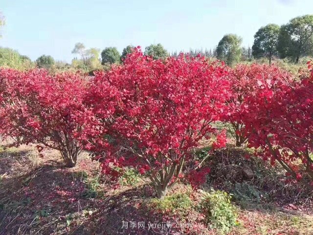 火焰衛矛盆栽苗的修剪技巧和養護管理要點(diǎn)(圖1)
