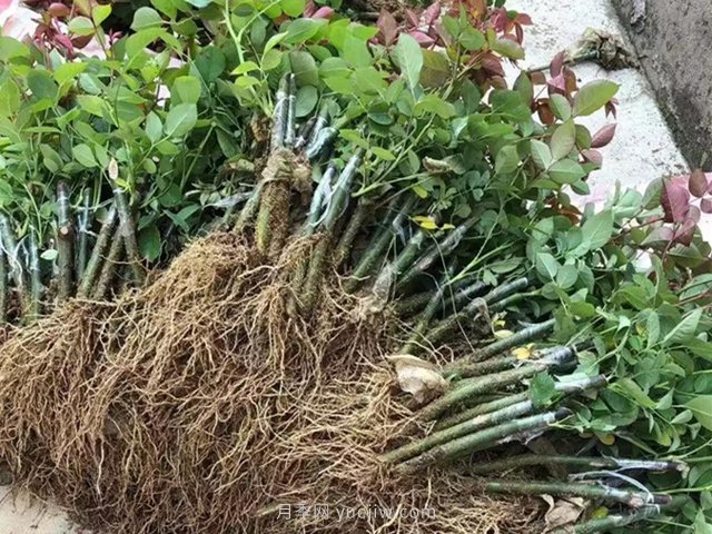 月季牙簽苗的日常養護(圖2)
