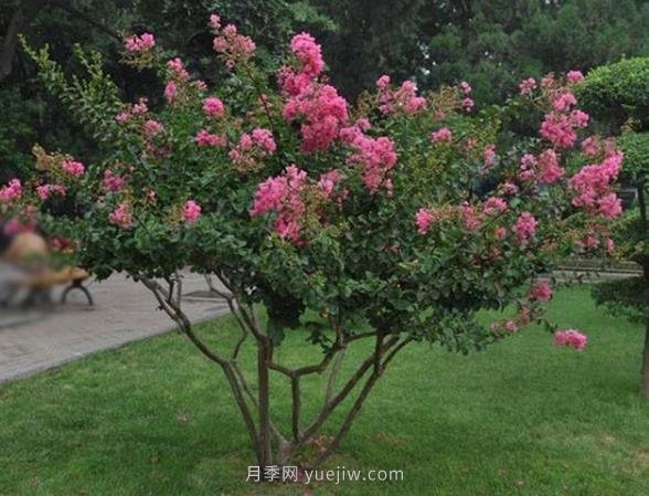 叢生拼栽苗木怎么種才能賺大錢(qián)？(圖1)