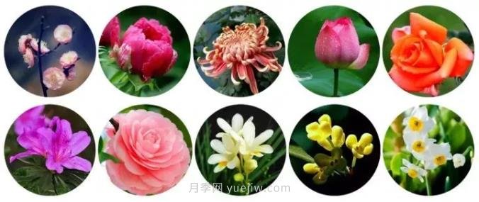 中國有哪十大名花，驚艷世界！(圖1)