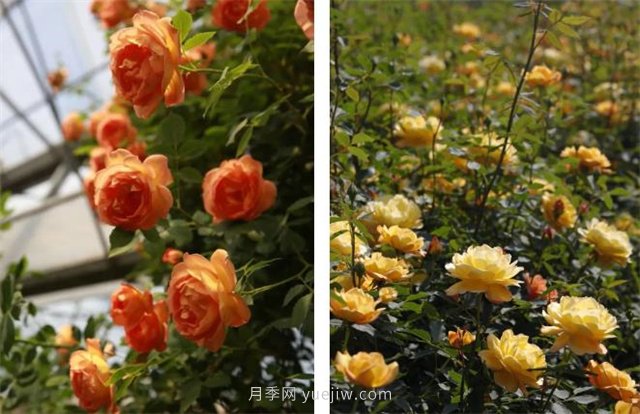 月季突然換了臉？不用擔心，是芽變啦！(圖2)
