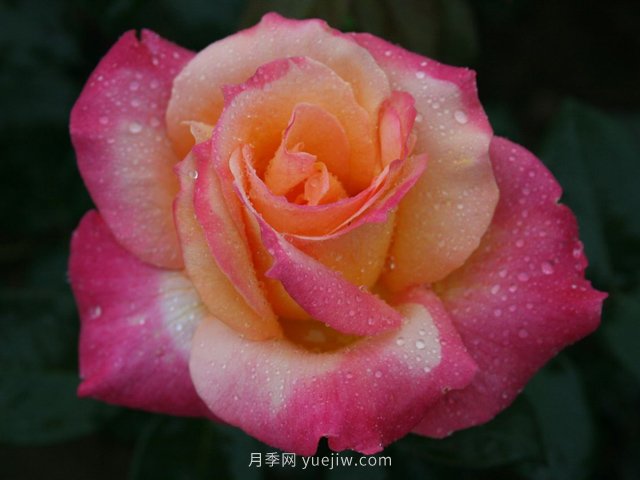 月季花夏季養護要點(diǎn)及注意事項(圖1)
