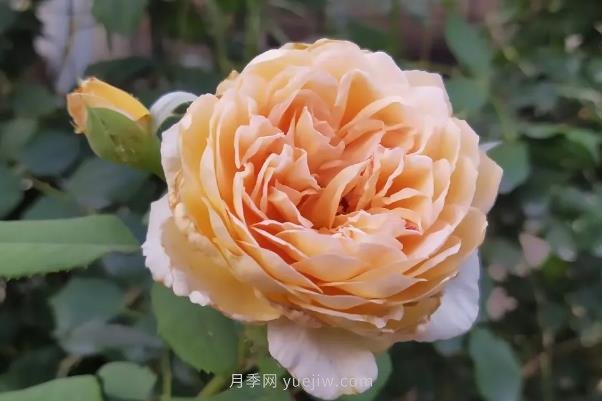 月季度夏，如何澆水施肥和防止病蟲(chóng)害(圖1)
