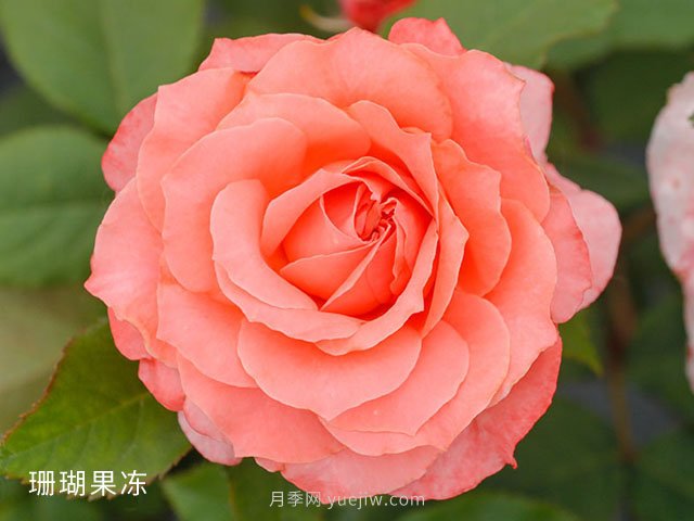 十大日本河本純子月季品種推薦，讓你欲罷不能(圖3)