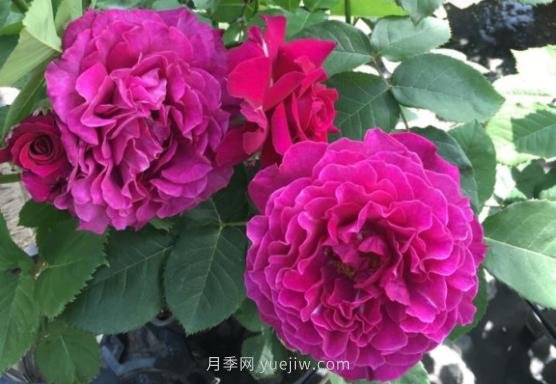 十大日本河本純子月季品種推薦，讓你欲罷不能(圖6)