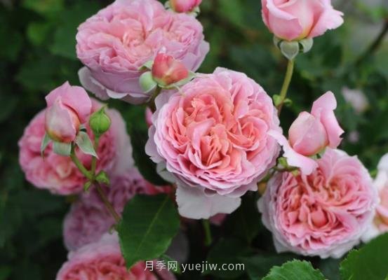十大日本河本純子月季品種推薦，讓你欲罷不能(圖5)