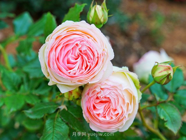 月季網(wǎng)分享花友如何養好一盆“月季”(圖1)