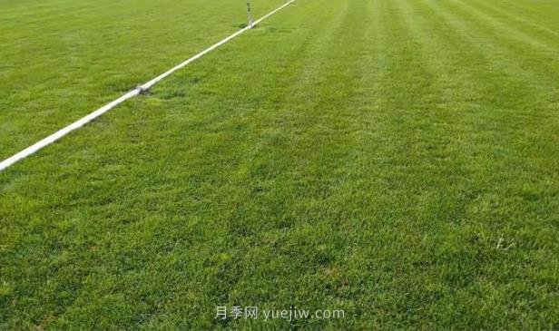 混播草坪的優(yōu)點(diǎn)缺點(diǎn)，每平方需要多少種子(圖1)
