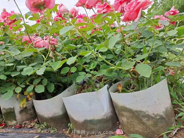 月季花海中的雜草怎樣清除？(圖1)