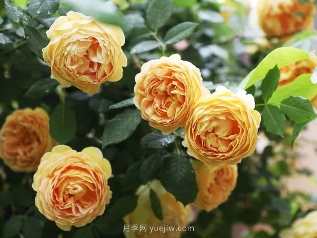 高溫天氣，該如何給月季植物保持水分？(圖1)