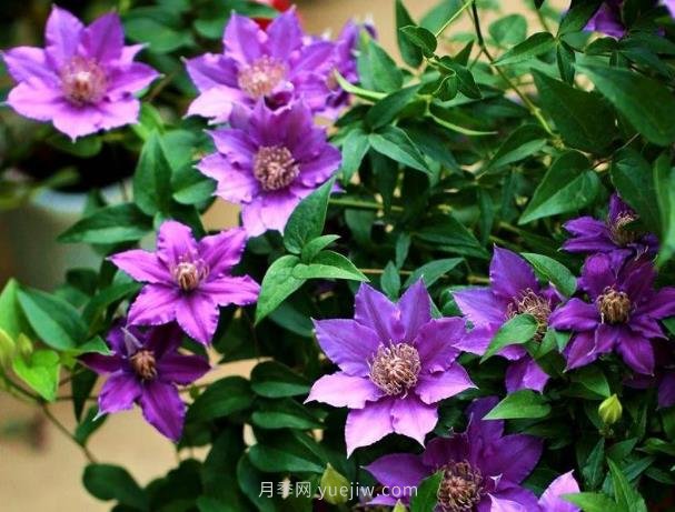 鐵線(xiàn)蓮夏天養護的五大技巧辦法(圖1)