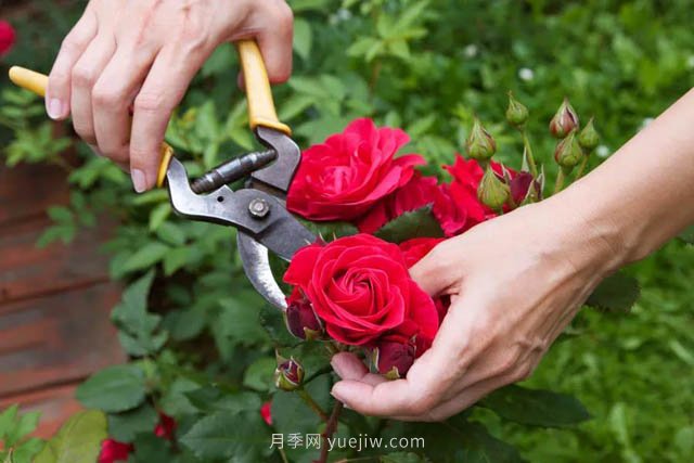 月季花后應該如何修剪？正確修剪方法(圖1)