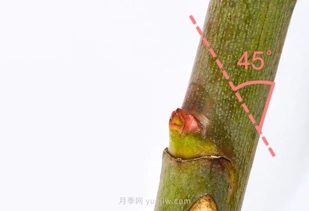月季花后應該如何修剪？正確修剪方法(圖2)