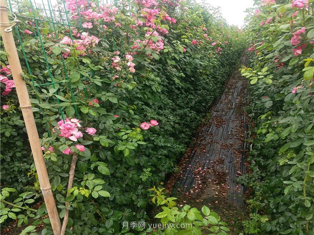 如何才能種植好藤本月季？(圖1)