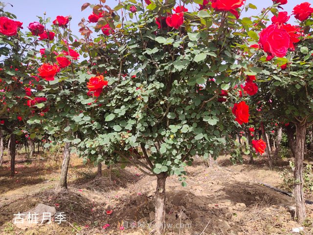 樹(shù)狀月季栽培管理技術(shù)和注意事項(圖3)