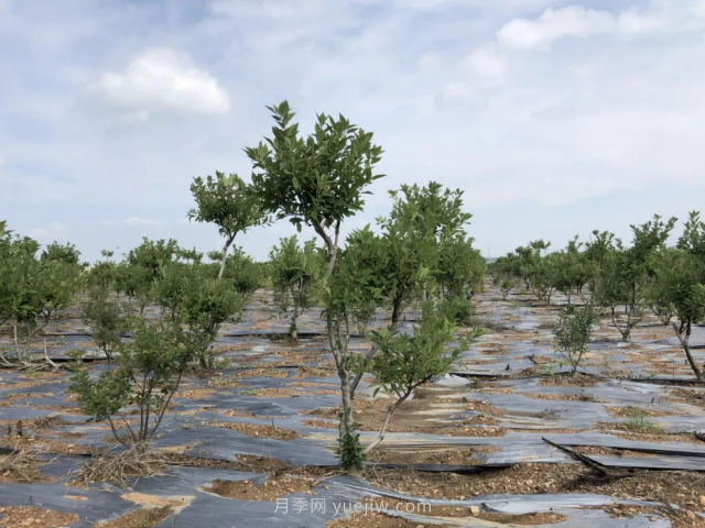 臨沂莒南北美冬青苗圃基地，可以做出上億產(chǎn)值(圖3)