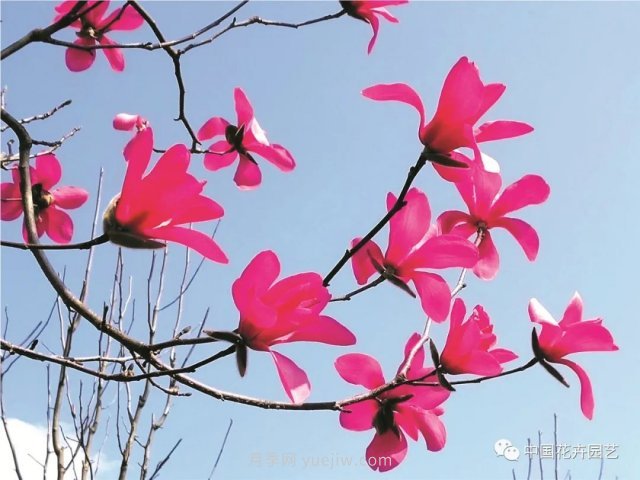 玉蘭新品種，走出宜昌五峰的紅花玉蘭(圖1)