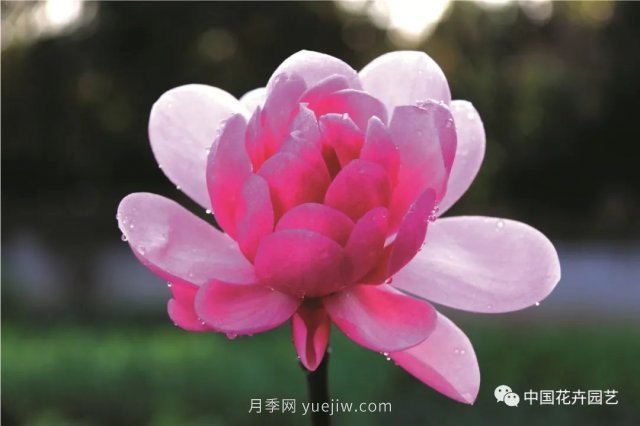 玉蘭新品種，走出宜昌五峰的紅花玉蘭(圖3)