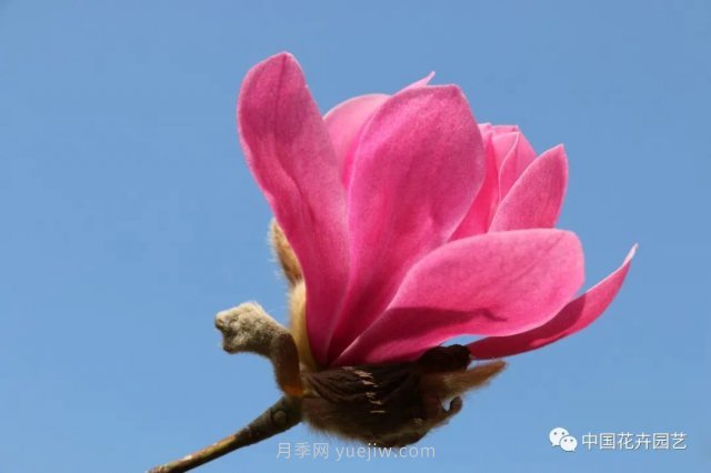 玉蘭新品種，走出宜昌五峰的紅花玉蘭(圖2)