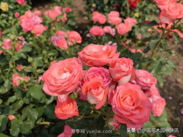 月季創(chuàng  )新聯(lián)盟評出百個(gè)月季品種 百年百花獻禮建黨百年(圖5)