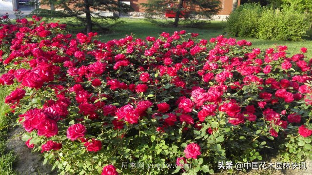 月季創(chuàng  )新聯(lián)盟評出百個(gè)月季品種 百年百花獻禮建黨百年(圖2)