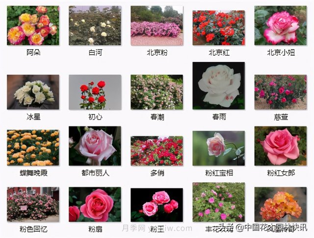 月季創(chuàng  )新聯(lián)盟評出百個(gè)月季品種 百年百花獻禮建黨百年(圖9)