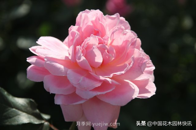 月季創(chuàng  )新聯(lián)盟評出百個(gè)月季品種 百年百花獻禮建黨百年(圖3)