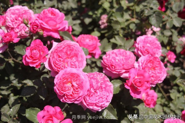 月季創(chuàng  )新聯(lián)盟評出百個(gè)月季品種 百年百花獻禮建黨百年(圖1)