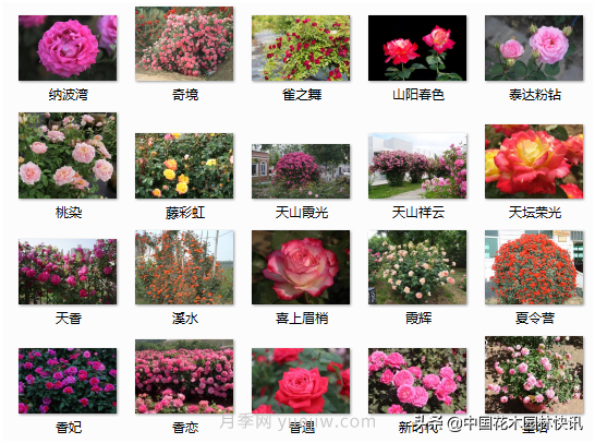 月季創(chuàng  )新聯(lián)盟評出百個(gè)月季品種 百年百花獻禮建黨百年(圖10)