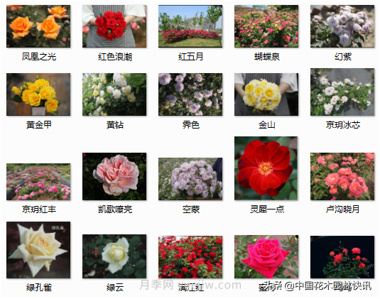 月季創(chuàng  )新聯(lián)盟評出百個(gè)月季品種 百年百花獻禮建黨百年(圖8)