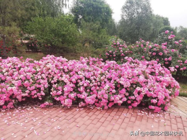 月季創(chuàng  )新聯(lián)盟評出百個(gè)月季品種 百年百花獻禮建黨百年(圖6)