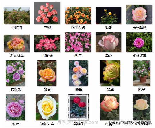 月季創(chuàng  )新聯(lián)盟評出百個(gè)月季品種 百年百花獻禮建黨百年(圖11)