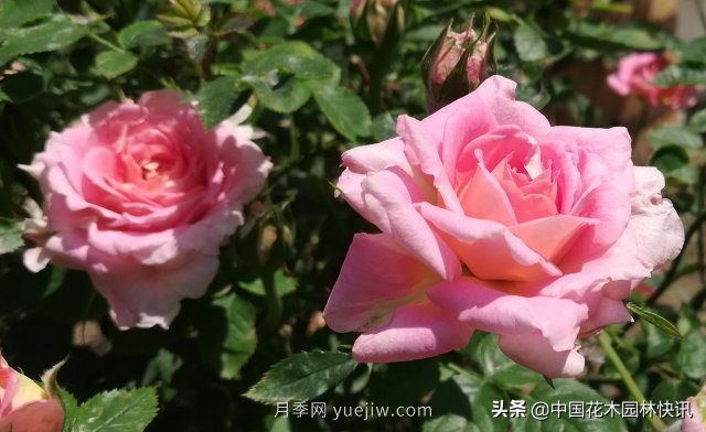 月季創(chuàng  )新聯(lián)盟評出百個(gè)月季品種 百年百花獻禮建黨百年(圖4)