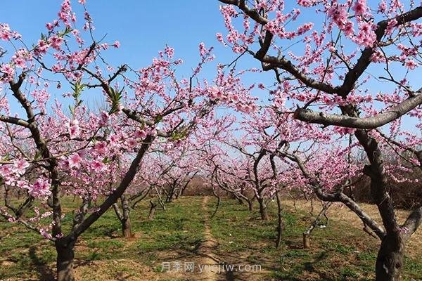 各地賞花經(jīng)濟興起，這些月季苗木又火了一把(圖1)