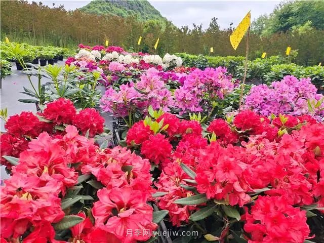 畢節百里杜鵑花卉產(chǎn)業(yè)美了環(huán)境富了民(圖3)