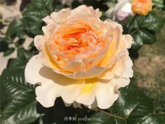 夏天隨便養，20個(gè)不怕熱的耐熱月季品種推薦(圖4)