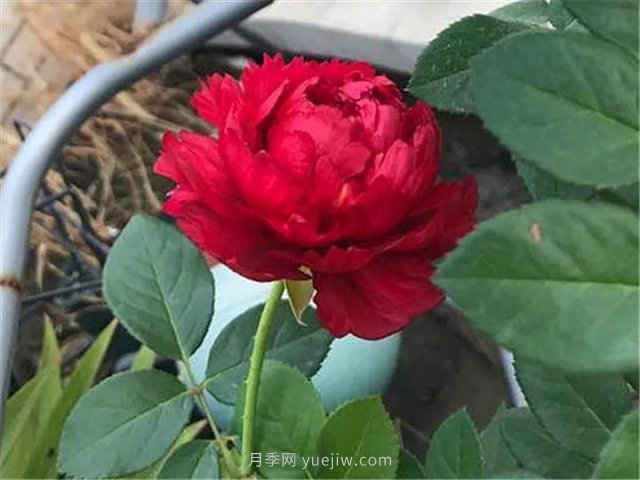 夏天隨便養，20個(gè)不怕熱的耐熱月季品種推薦(圖16)