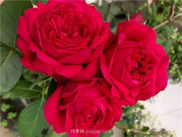 夏天隨便養，20個(gè)不怕熱的耐熱月季品種推薦(圖1)