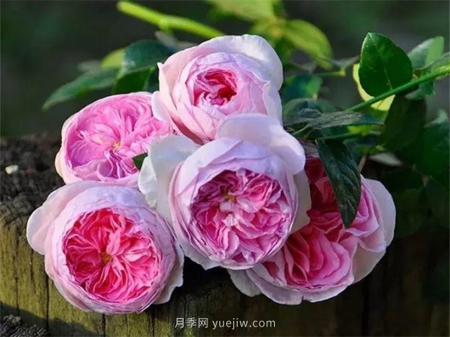 夏天隨便養，20個(gè)不怕熱的耐熱月季品種推薦(圖20)