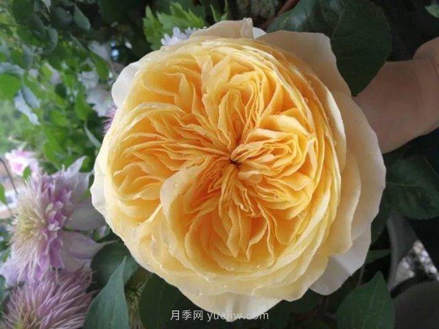夏天隨便養，20個(gè)不怕熱的耐熱月季品種推薦(圖19)