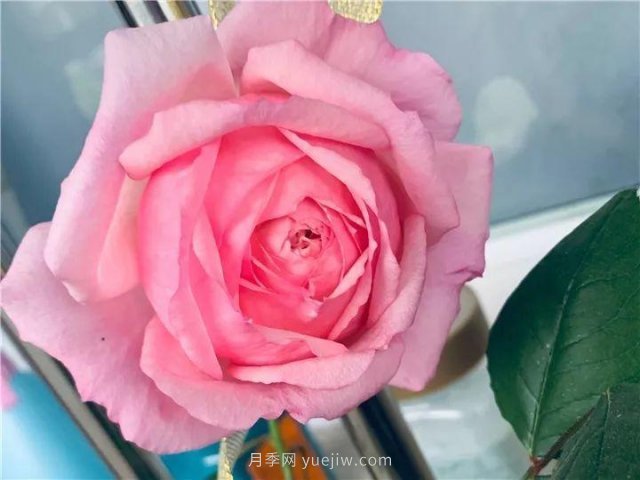 夏天隨便養，20個(gè)不怕熱的耐熱月季品種推薦(圖10)