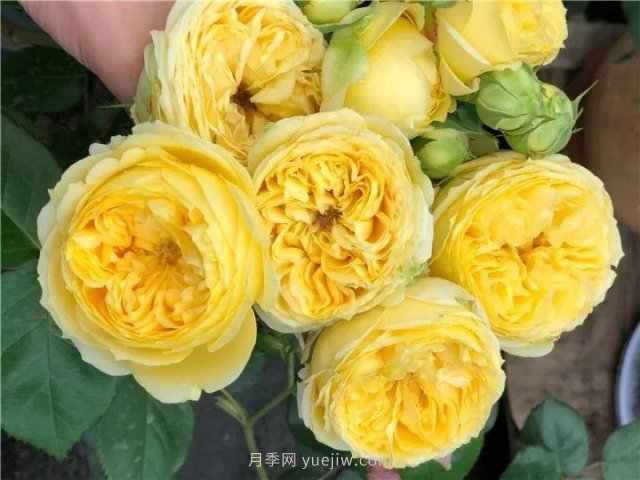 夏天隨便養，20個(gè)不怕熱的耐熱月季品種推薦(圖13)