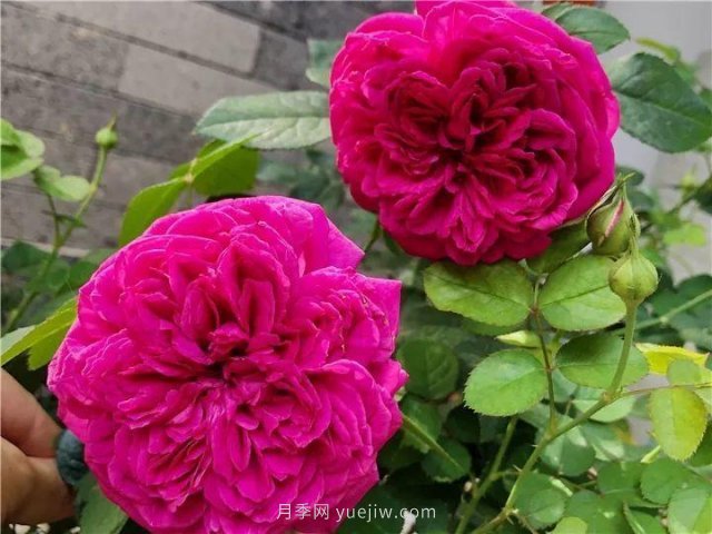 夏天隨便養，20個(gè)不怕熱的耐熱月季品種推薦(圖7)