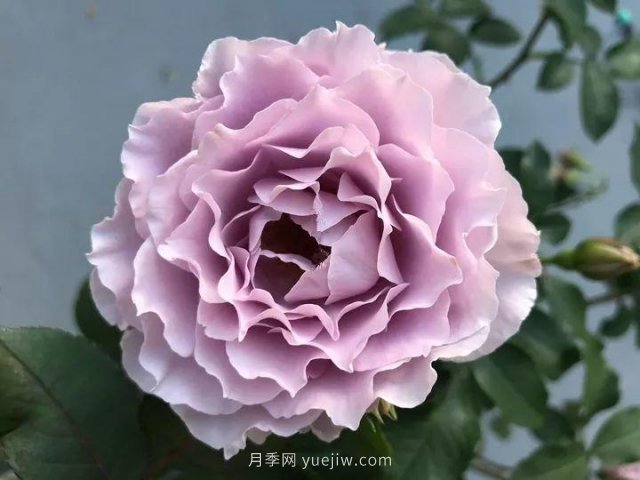 夏天隨便養，20個(gè)不怕熱的耐熱月季品種推薦(圖12)