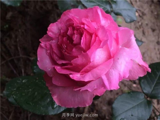 夏天隨便養，20個(gè)不怕熱的耐熱月季品種推薦(圖5)
